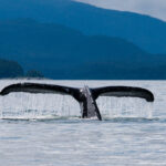 Whale near Juneau, Alaska